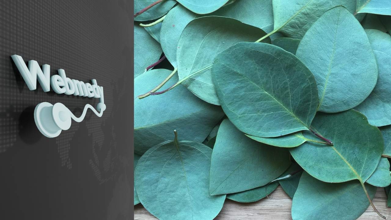 Beneficios del aceite de eucalipto