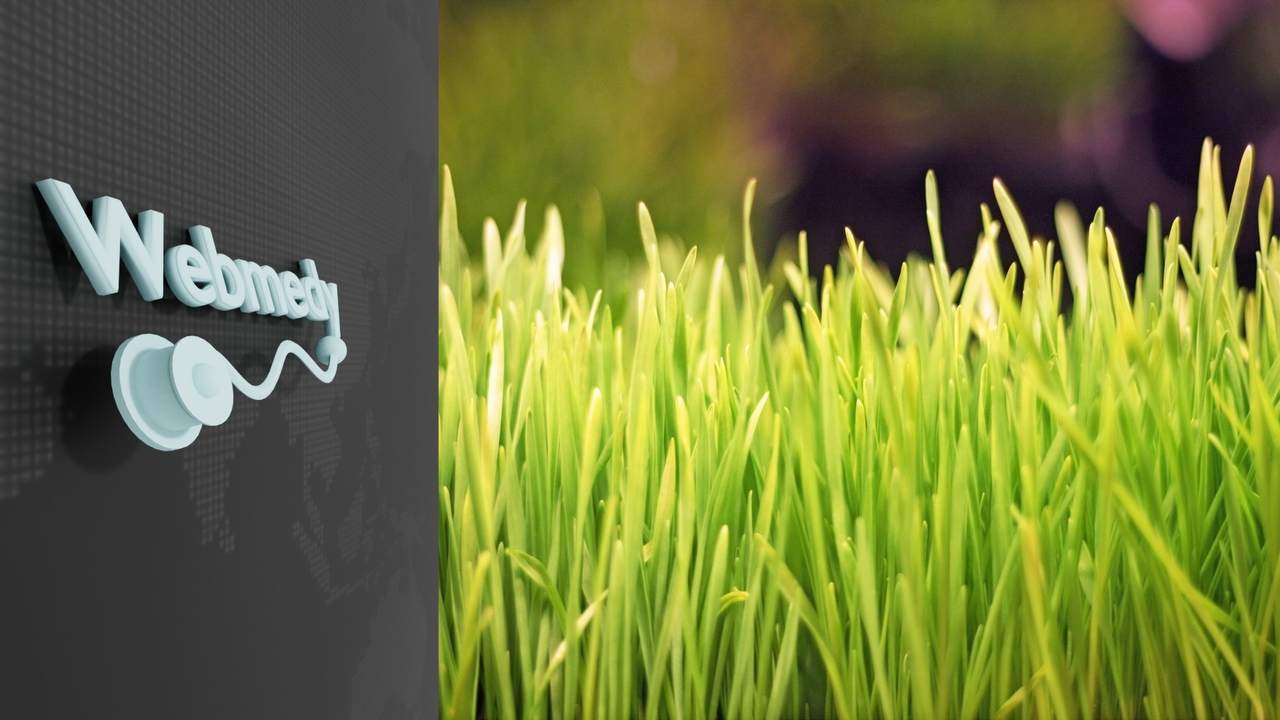 Avantages pour la santé de l'herbe de blé