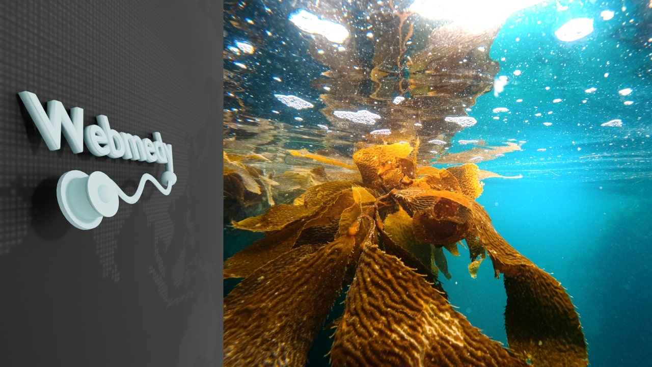 Manfaat Kesehatan Kelp