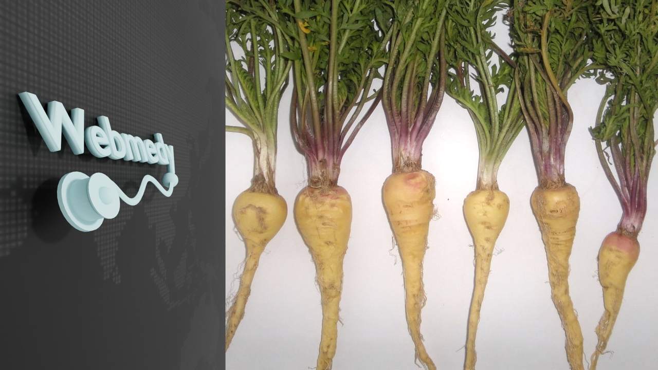 Benefícios para a saúde da raiz de maca